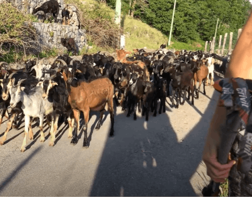 Goats walking path of the gods amalfi coast walking tour