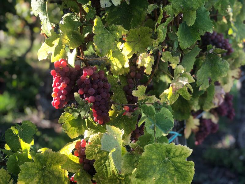Grapes on vine Alsace wine route