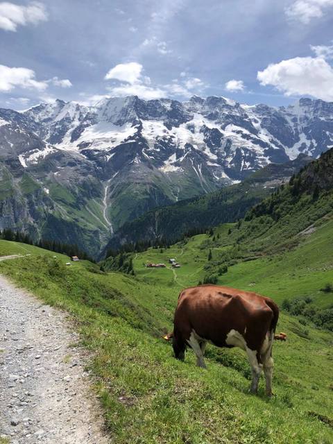 Cow near path Switzerland walking tour art vacation