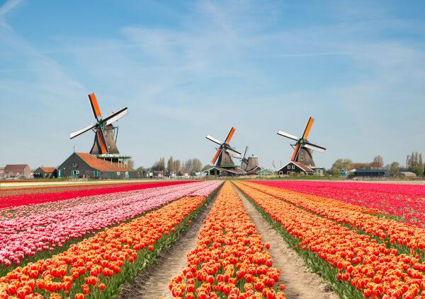 Windmills in the Tulip fields Paris and Amsterdam Art Workshop